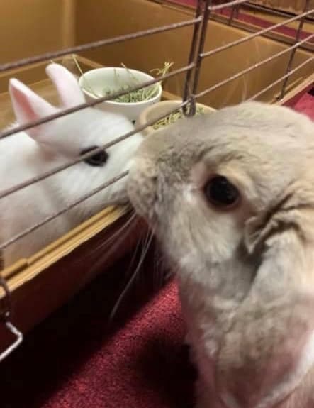 Farhana's Bunnies